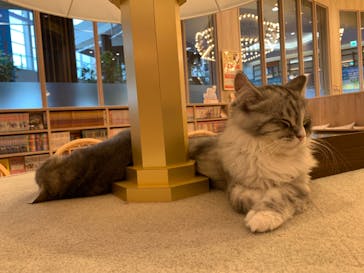 猫カフェモカ　イオンモール羽生店に投稿された画像（2024/8/29）