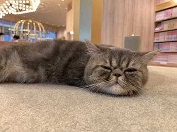 猫カフェモカ　イオンモール羽生店に投稿された画像（2024/8/29）