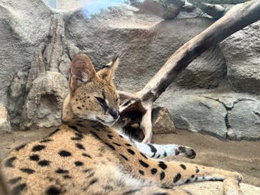 神戸どうぶつ王国に投稿された画像（2024/8/29）