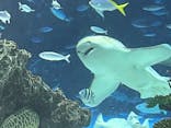 サンシャイン水族館に投稿された画像（2024/8/29）