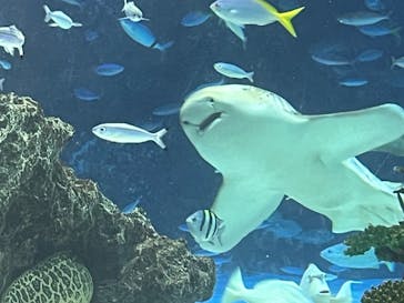 サンシャイン水族館に投稿された画像（2024/8/29）