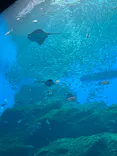 仙台うみの杜水族館に投稿された画像（2024/8/29）