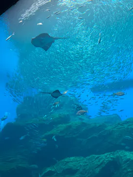 仙台うみの杜水族館に投稿された画像（2024/8/29）