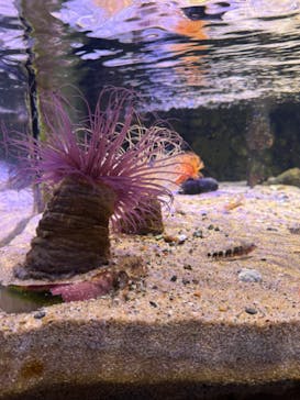 下田海中水族館に投稿された画像（2024/8/29）