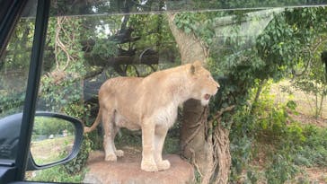 秋吉台自然動物公園 サファリランドに投稿された画像（2024/8/29）
