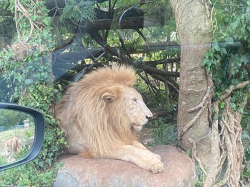 秋吉台自然動物公園 サファリランドに投稿された画像（2024/8/29）