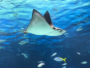 サンシャイン水族館に投稿された画像（2024/8/29）