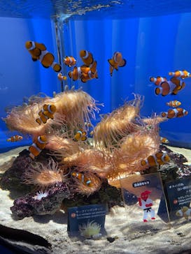 NIFREL（ニフレル）に投稿された画像（2024/8/29）