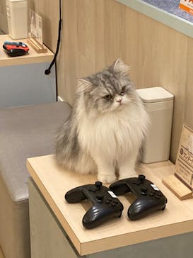 猫カフェモカ　イオンレイクタウン店に投稿された画像（2024/8/23）