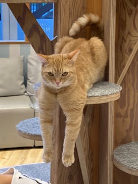 猫カフェモカ　イオンレイクタウン店に投稿された画像（2024/8/23）