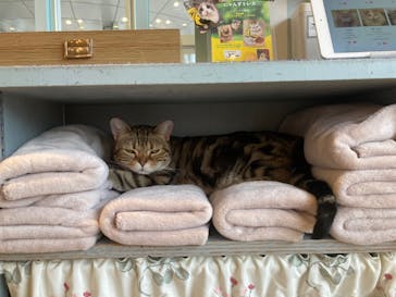 猫カフェモカ　イオンレイクタウン店に投稿された画像（2024/8/23）