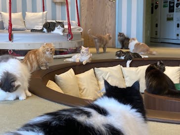 猫カフェモカ　イオンレイクタウン店に投稿された画像（2024/8/23）