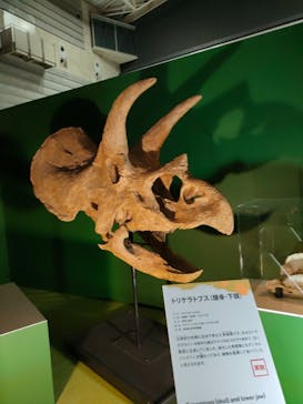 巨大恐竜展2024に投稿された画像（2024/8/29）