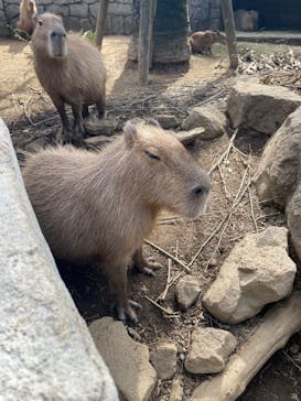 伊豆シャボテン動物公園に投稿された画像（2024/8/29）