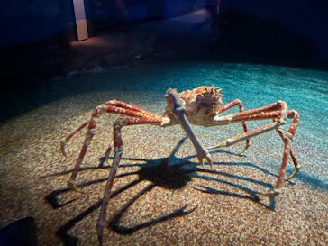 アクアワールド茨城県大洗水族館に投稿された画像（2024/8/29）