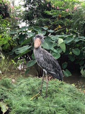 神戸どうぶつ王国に投稿された画像（2024/8/29）