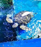 しながわ水族館に投稿された画像（2024/8/29）