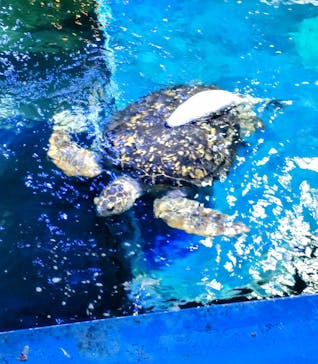 しながわ水族館に投稿された画像（2024/8/29）