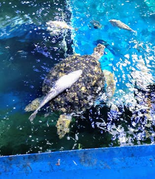 しながわ水族館に投稿された画像（2024/8/29）