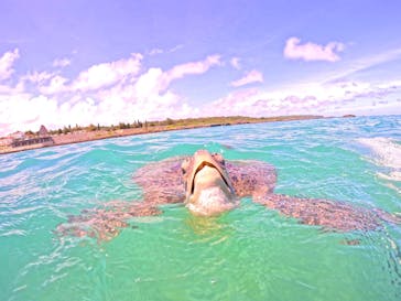 宮古島 ADVENTURE PiPi（ミヤコジマ アドベンチャー ピピ）に投稿された画像（2024/8/29）