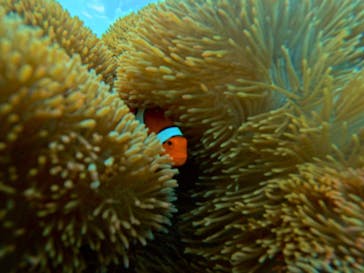 宮古島 ADVENTURE PiPi（ミヤコジマ アドベンチャー ピピ）に投稿された画像（2024/8/29）