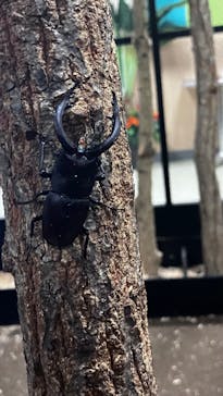 JOYPOLIS 特別イベントスペースに投稿された画像（2024/8/29）