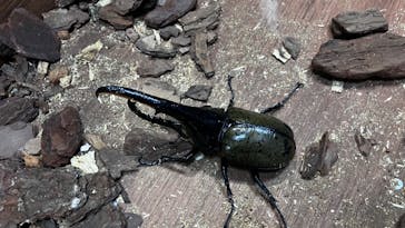 JOYPOLIS 特別イベントスペースに投稿された画像（2024/8/29）