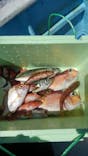 熱海  伊豆山港 第10喜久丸に投稿された画像（2024/8/29）