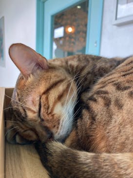 Moff animal cafe iias つくば店に投稿された画像（2024/8/29）