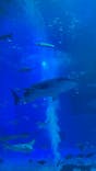 沖縄美ら海水族館に投稿された画像（2024/8/29）