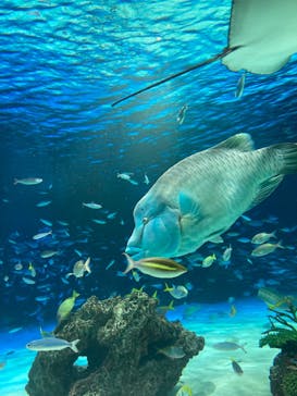 サンシャイン水族館に投稿された画像（2024/8/29）
