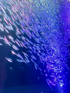 名古屋港水族館に投稿された画像（2024/8/29）