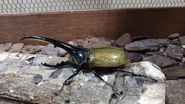 東京ジョイポリスに投稿された画像（2024/8/29）