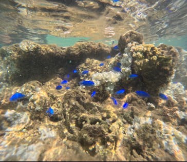 武藤潜水に投稿された画像（2024/8/30）