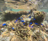 武藤潜水に投稿された画像（2024/8/30）