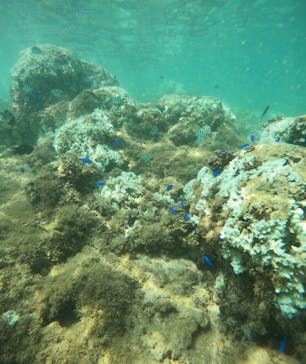 武藤潜水に投稿された画像（2024/8/30）