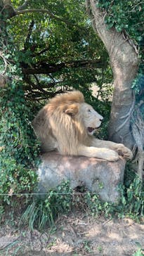 秋吉台自然動物公園 サファリランドに投稿された画像（2024/8/30）