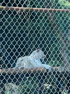 秋吉台自然動物公園 サファリランドに投稿された画像（2024/8/30）