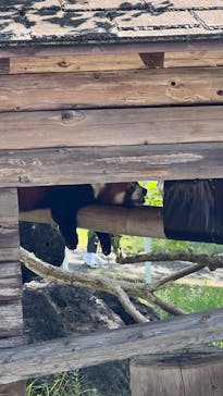 秋吉台自然動物公園 サファリランドに投稿された画像（2024/8/30）