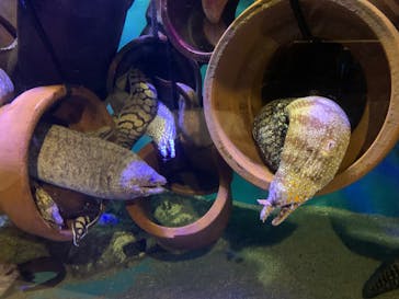 竹島水族館に投稿された画像（2024/8/30）