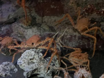 竹島水族館に投稿された画像（2024/8/30）