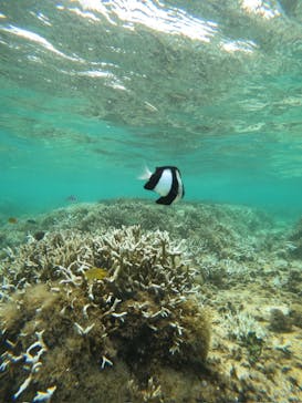 沖縄マリンサービス碧に投稿された画像（2024/8/30）