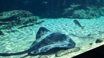 九十九島パールシーリゾートに投稿された画像（2024/8/30）