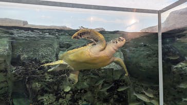 九十九島パールシーリゾートに投稿された画像（2024/8/30）