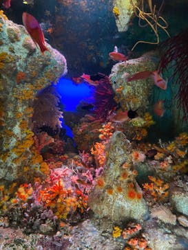 サンシャイン水族館に投稿された画像（2024/8/30）