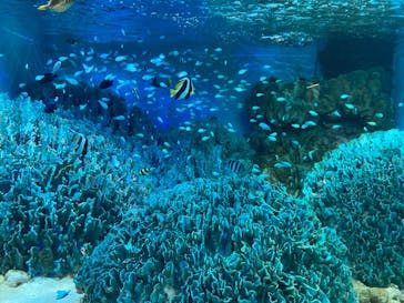 サンシャイン水族館に投稿された画像（2024/8/30）