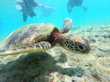 宮古島 ADVENTURE PiPi（ミヤコジマ アドベンチャー ピピ）に投稿された画像（2024/8/30）