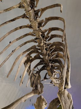 福井県立恐竜博物館に投稿された画像（2024/8/30）