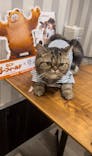 猫カフェモカ　アルシェ大宮店に投稿された画像（2024/8/30）