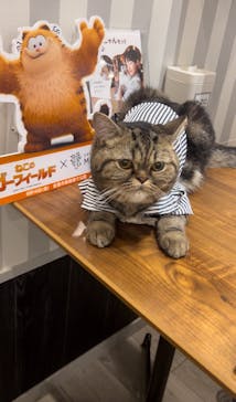 猫カフェモカ　アルシェ大宮店に投稿された画像（2024/8/30）